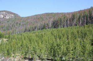 Mountain Pine Beetle Outbreak courtesy Forest Service Northern Region